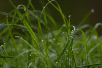 DEW - Delicate drops on green grass of the meadow
