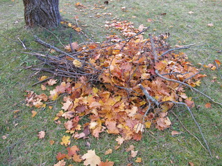 Build branch-leaf-pile in garden for hedgehog to hibernate