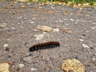 Raupe auf schotter