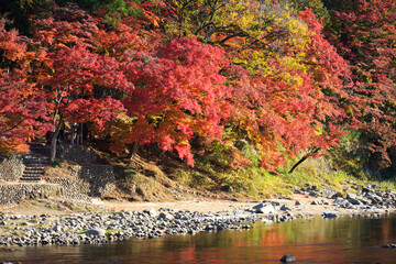 清流と秋のモミジ