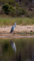 a grey heron with reflection on the water