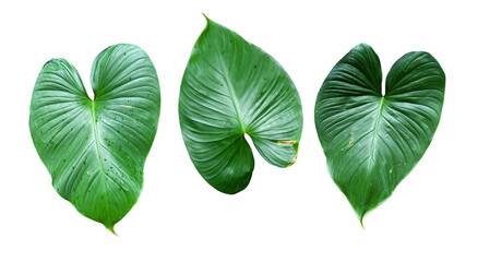 tropical plant leaf isolated on white background for design elements, Flat lay. PNG file © Jirawatfoto
