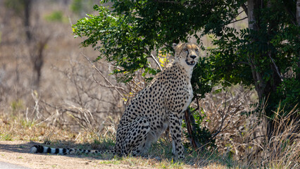 a coalition of two male cheetahs