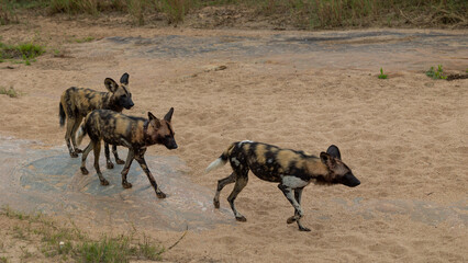 Naklejka na ściany i meble a small pack of african wild dogs