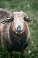 Close-up portrait of a cute sheep staring.