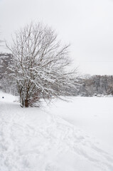 Fototapeta na wymiar A portrait shot of snowy bush near Didorivka pond at Holosiivskyi National Nature Park, Kyiv, Ukraine
