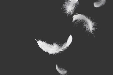 Abstract White Bird Feathers Falling in The Air. Floating Swan Feather	
