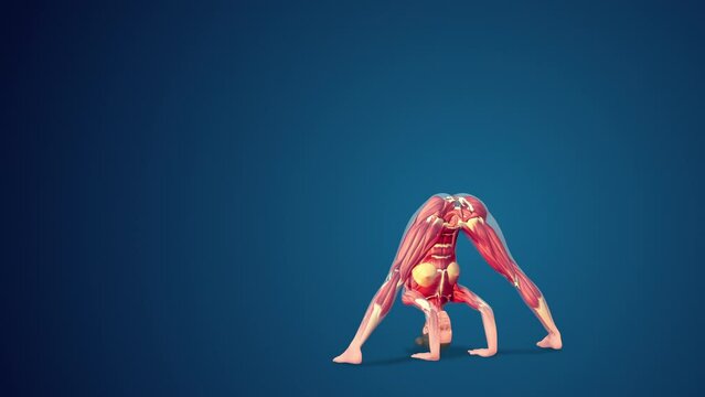 3D human Prasarita padottanasana wide-stance forward bend yoga pose on blue background, loopable 