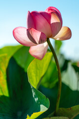 A pink lotus flower sways in the wind, Nelumbo nucifera.  Against the background of their green leaves. Lotus field on the lake in natural environment.