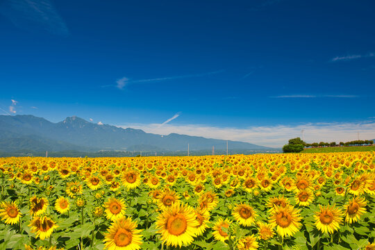 Sunflowers in Akeno Hokuto City Yamanashi Prefecture Japan