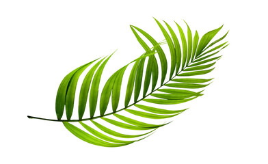 palm leaves isolated. png
