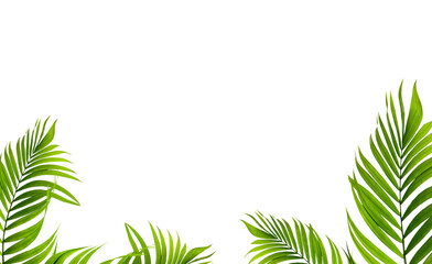 palm tree on transparent background. Floral background. png