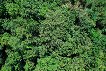 Aerial drone shot of a green, dense forest canopy on a sunny summer day