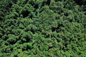 Top aerial view of a densely packed forest canopy under sunny light