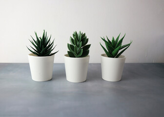 three cactus in flower pot on grey white background