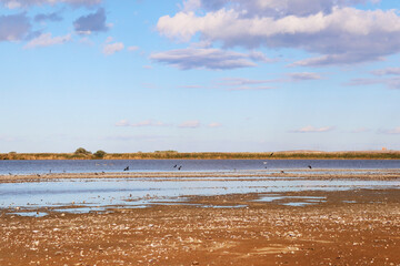 birds flying over a lake in danube delta romania