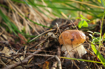 Boletus edulis (cep, penny bun, porcino or porcini) is a basidiomycete fungus, and the type species of the genus Boletus. Photo taken in Karelia, Russia
