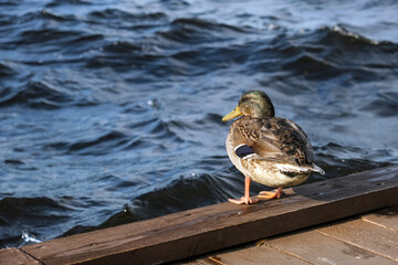 Duck on wooden pier on lake. Close-up.
