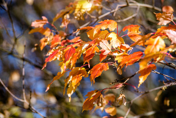 Autumn background-yellow leaves in the city Park
