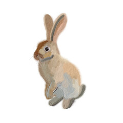 rabbit isolated on white background