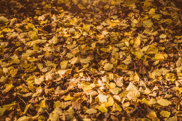 Autumn background- fallen leaves lying on the grass

