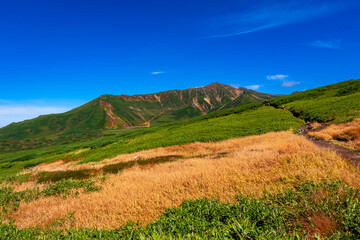 Fototapeta na wymiar 秋の北海道・大雪山の旭岳で見た、オレンジ色の紅葉や緑の植物と快晴の青空