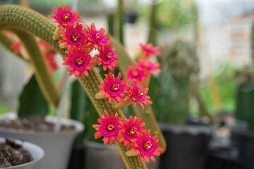 Hildewintera's pink flowers, Hauggs amethyst hybrid ,The deep carmine red outer petals contrast...