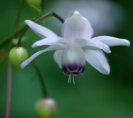 森に垂れ下がるランプ