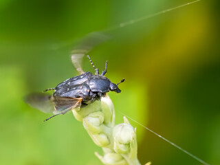 Middle-east flower scarab - Oxythyrea cinctella