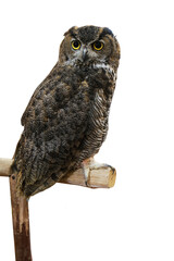 Eurasian eagle owl or Bubo bubo, a species of eagle owl  isolated on white background.