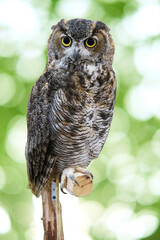 Eurasian eagle owl or Bubo bubo, a species of eagle owl  isolated on green bogeh background. 