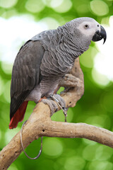 The grey parrot (Psittacus erithacus), Congo grey parrot, Congo African grey parrot or African grey parrot isolated on green bogeh background.