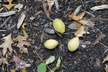 Juglans cinerea, commonly known as butternut or white walnut, is a species of walnut native to the eastern United States and southeast Canada. Juglandaceae family.