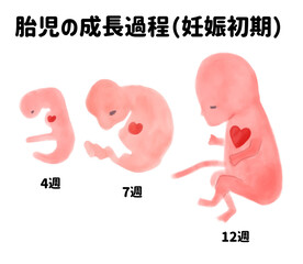 妊娠初期の赤ちゃんの成長過程　水彩イラスト