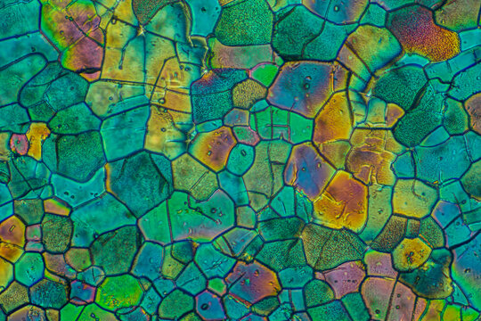 Crystals of substance caffein made by microscope in polarized light