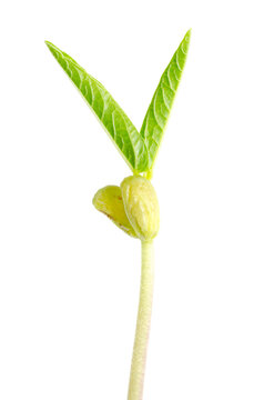 Mung bean seedling with two cotyledons and first true leaves. The hypocotyl, embryonic shoot of the dicotyledon plantlet Vigna radiata. Close up, from above, isolated on white background. Macro photo.