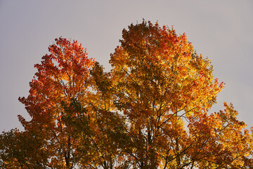 a grove of aspen trees by a field in the morning light at autumn