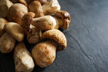 boletus edulis mushrooms on dark background
