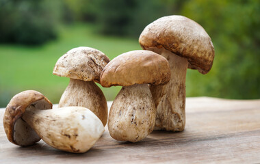 boletus edulis mushrooms on wooden board with natural background