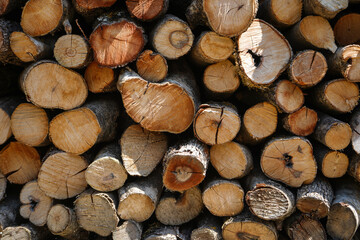 Closeup of logs of trees in nature. a lot of cutted logs.        