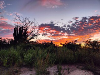 atardecer en campo