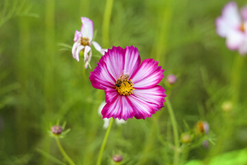 bee on a flower