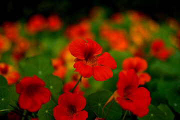 Nasturtium