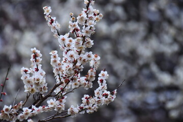 寒さに耐え気品よく咲く