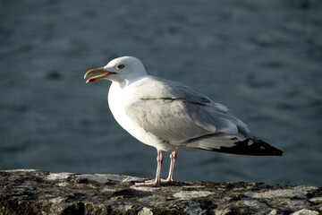 Fototapeta na wymiar seagull on the rocks