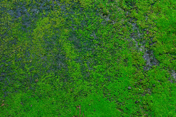 Lush green moss texture background on wet concrete floor.