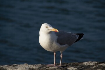 seagull on the rocks