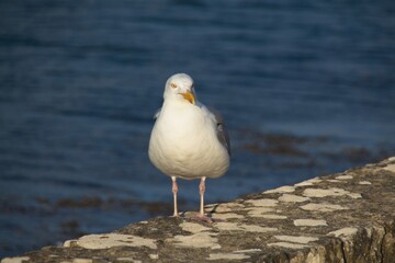 seagull on the rocks