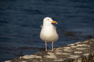 seagull on the rocks