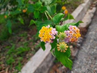 flowers in the forest